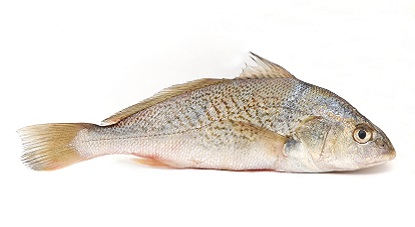 CORVINA INTEIRA LAGOPESCA GRANEL CAIXA 20KG (PEÇAS 2KG UP)