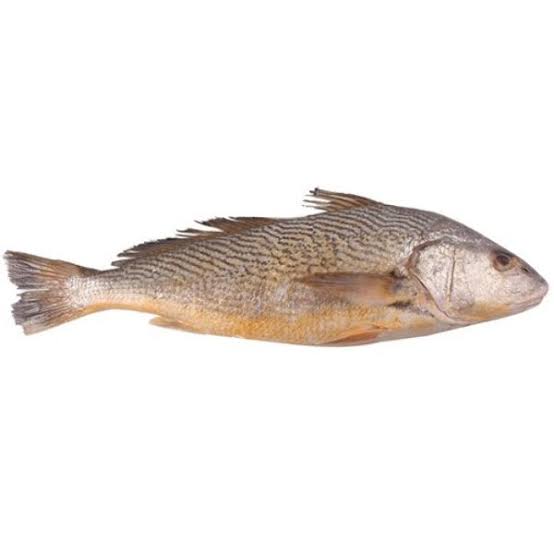 CORVINA INTEIRA PHILIMAR CAIXA 15KG (1 A 2 PEÇAS/KG)