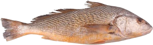 CORVINA INTEIRA 1A2KG ENVELOPADA LAGUBRAS CAIXA 15KG