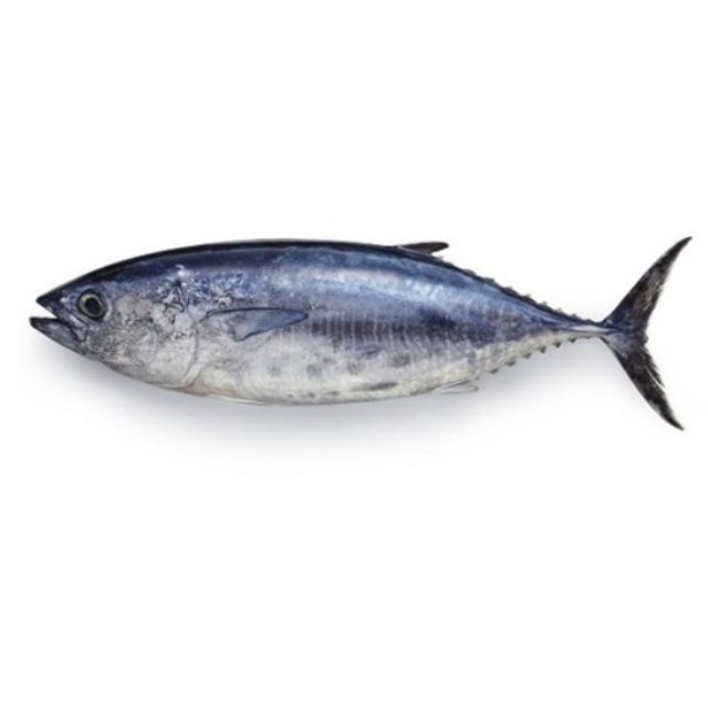 ATUM INTEIRO SEM VÍSCERAS ALINKAL 20 KG ACIMA SACO RÁFIA ±33KG