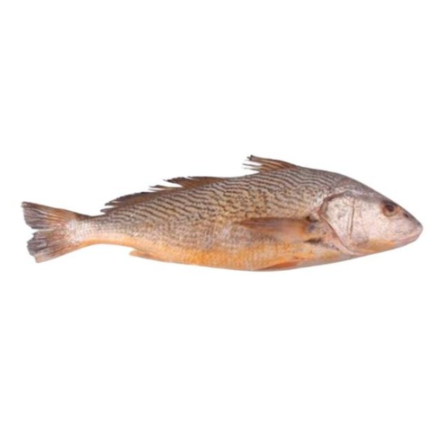 CORVINA INTEIRA LAGUBRAS GRANEL CAIXA 15KG (PEÇAS 1 A 2KG)