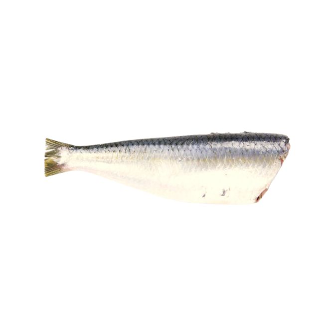 SARDINHA SEM CABEÇA E SEM VISCERAS CAIS DO ATLÂNTICO GRANEL CAIXA 15KG