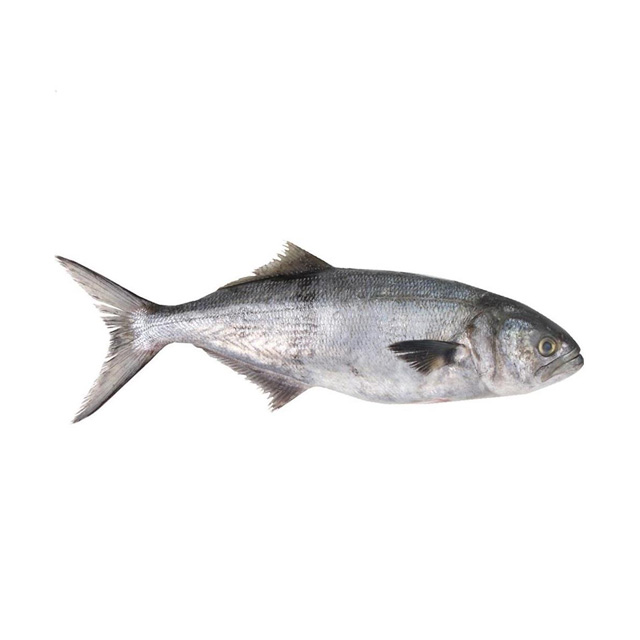 ANCHOVA INTEIRA SOUSA GRANEL CAIXA 15KG (PEÇAS 500 A 700G)