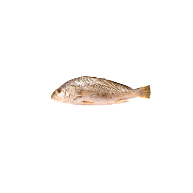CORVINA INTEIRA SOUZA GRANEL CAIXA 15KG (PEÇAS 1 A 2KG)
