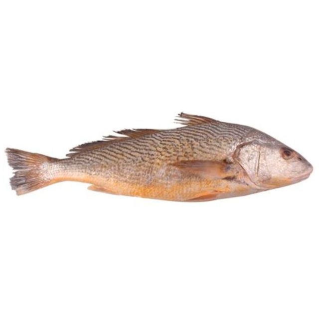 CORVINA INTEIRA NUTRIPEIXE GRANEL CAIXA 15KG (PEÇAS 1 A 2KG)