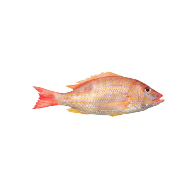 CIOBA (PARGO) SEM VÍSCERAS PRIME GRANEL CAIXA 20KG (PEÇAS 900G A 1,8KG)