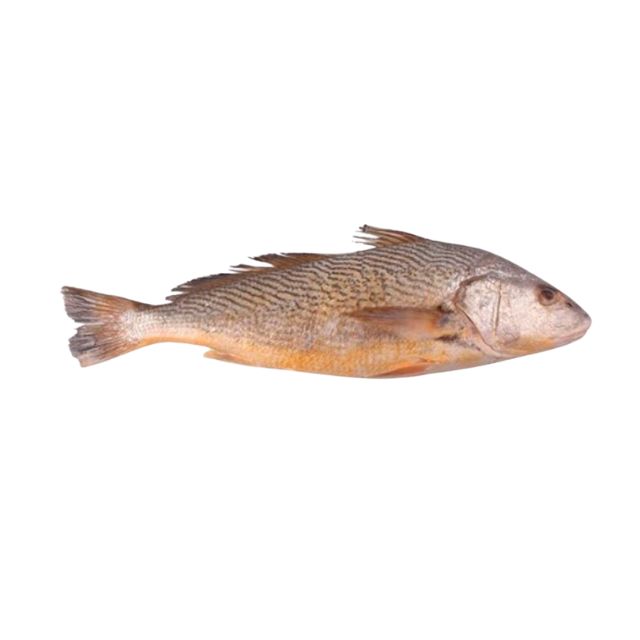 CORVINA INTEIRA LAGOPESCA GRANEL CAIXA 15KG (PEÇAS 1 A 2KG)