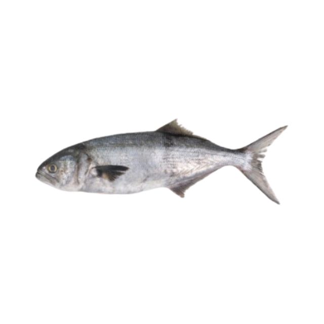 CORVINA INTEIRA LAGOPESCA GRANEL CAIXA 15KG (PEÇAS 1 A 2KG)