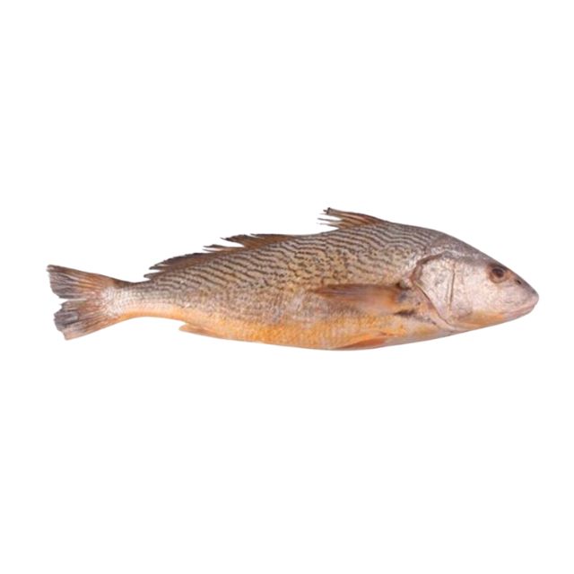 CORVINA INTEIRA BENDITO PEIXE CAIXA 15KG (1 A 2 PEÇAS/KG)