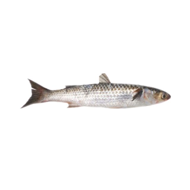 TAINHA INTEIRA 1KG ACIMA PESCAF CX15KG