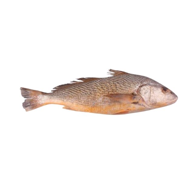 CORVINA INTEIRA 2KG ACIMA BENDITO PEIXE CAIXA 15KG