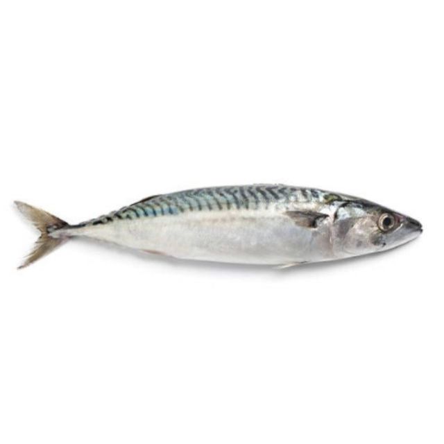CAVALINHA INTEIRA NUTRIPEIXE GRANEL CAIXA 15KG (2 A 3 PECAS/KG)
