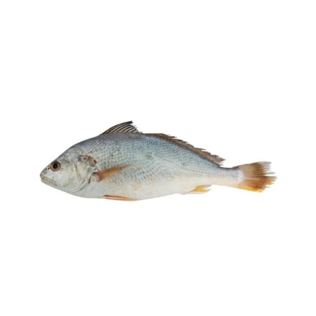 CORVINA INTEIRA LAGUBRAS CAIXA 15KG (PEÇAS 2KG UP0