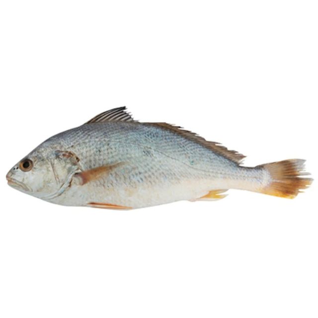 CORVINA INTEIRA 2KG UP NUTRIPEIXE CX20KG