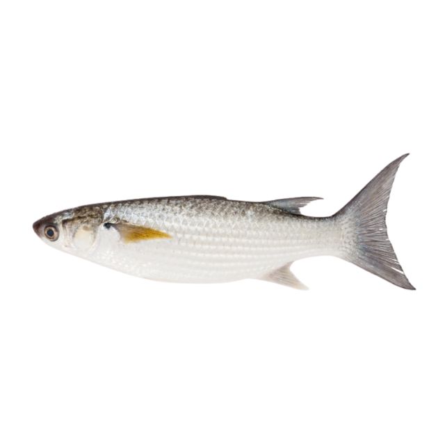 TAINHA INT 1KG UP NATURA FISH CX15KG