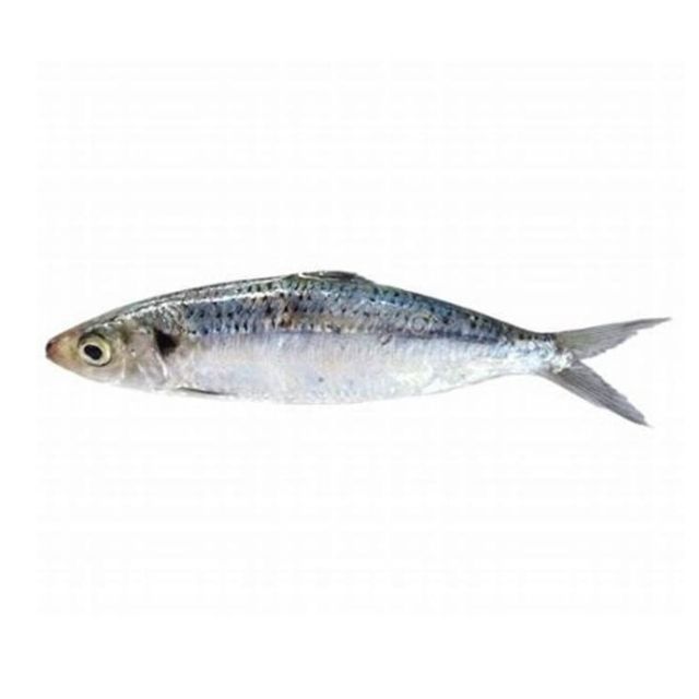 SARDINHA INT 8A10PÇ DUMAR CX15KG