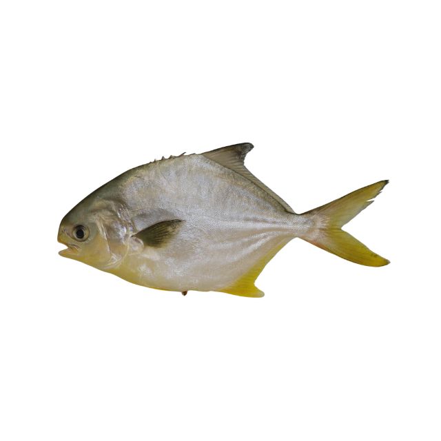 PAMPO INTEIRO 500 A 1KILO AMIPESCA KG