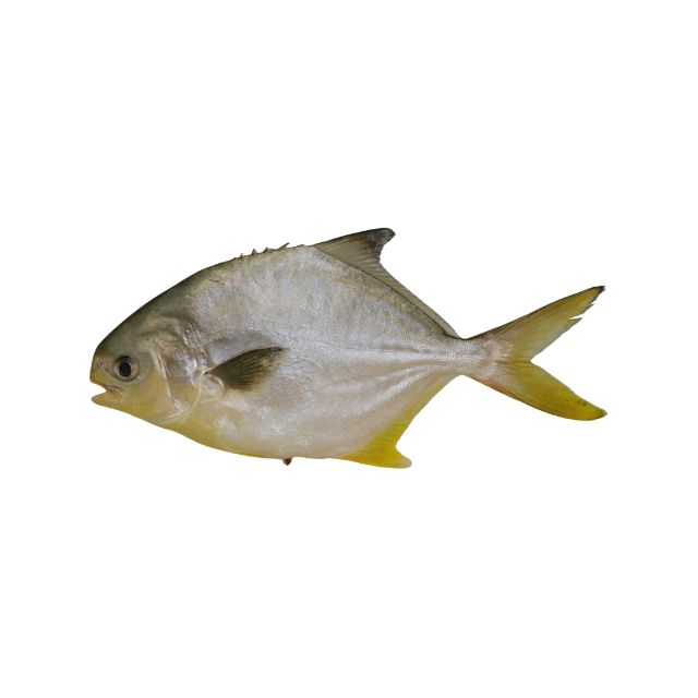 PAMPO INTEIRO 300A500 GRAMAS AMIPESCA CAIXA 15KG