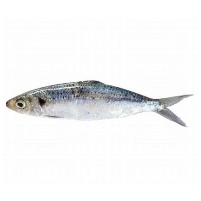 SARDINHA INTERIA 8A10 PECAS DUMAR PACOTE1KG CAIXA 15KG