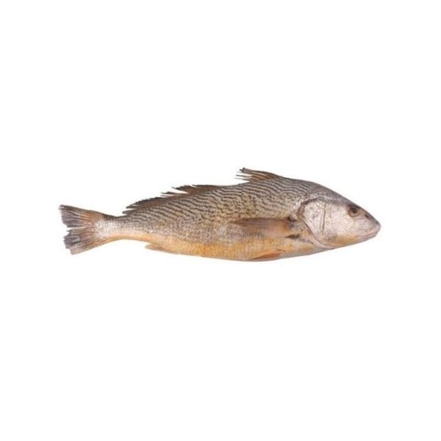 CORVINA INTEIRA 1 A 2KG DUMAR CAIXA 15KG