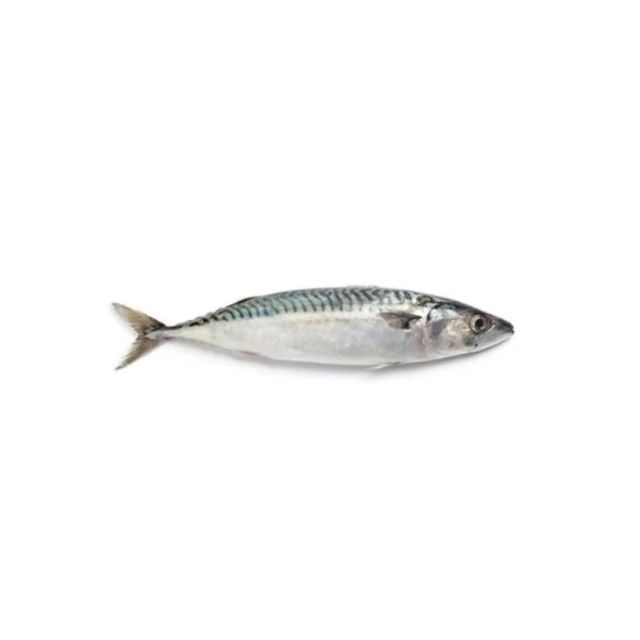 CAVALINHA INTEIURA 1A2PC BENDITO PEIXE CAIXA 15KG