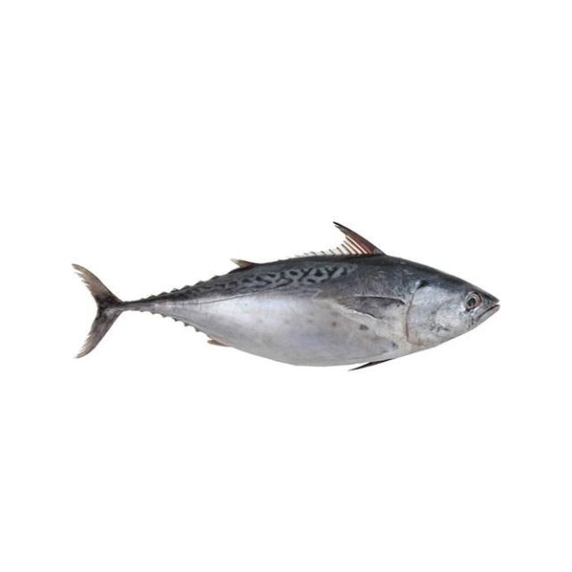 BONITO INTEIRO 3A5KG SOUZA CAIXA 17KG