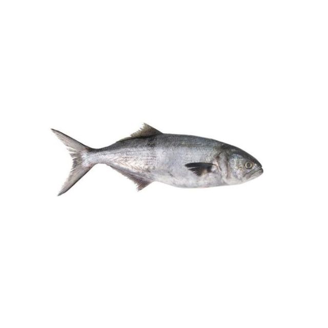ANCHOVA INTEIRA 400A600G AMIPESCA CX15KG