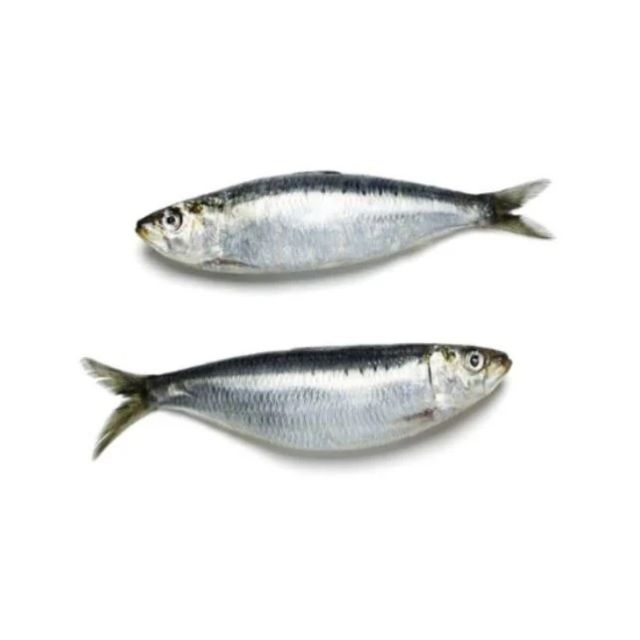 SARDINHA INT 8A10PCS LUZITANIA CX15KG