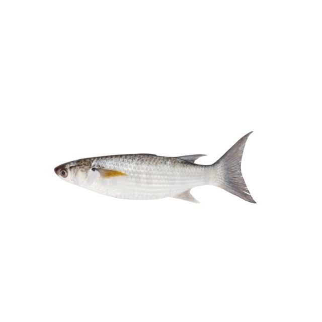 TAINHA INTEIRA 1KG UP ACIMA DUMAR CX15KG