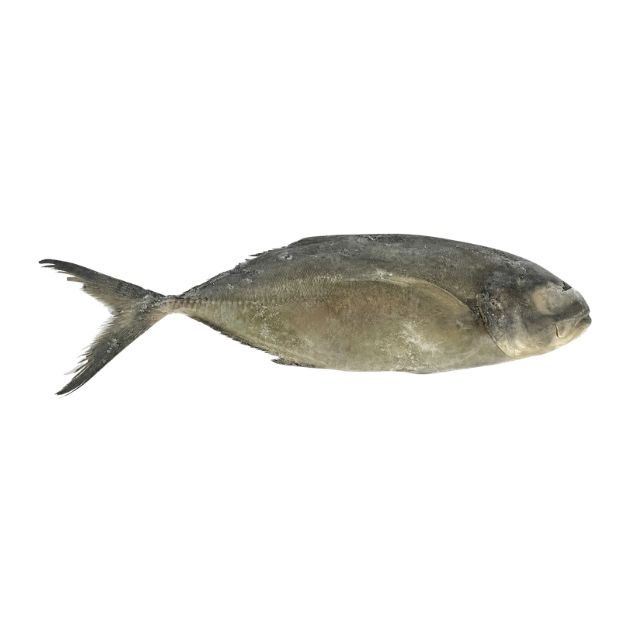 XERELETE INT 700G A 1KG CABO FRIO CX15KG