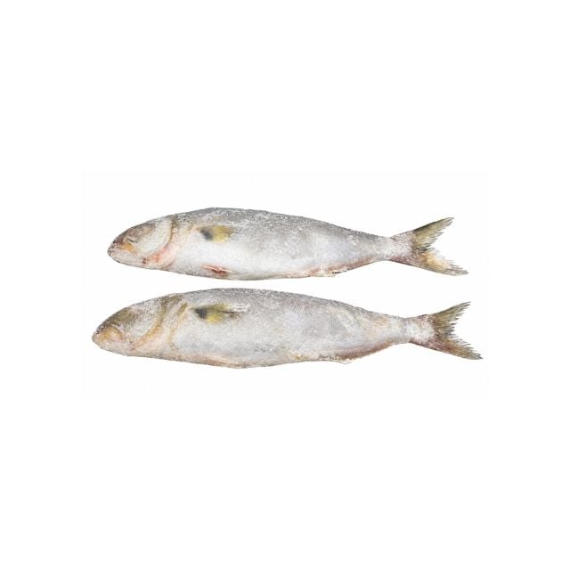 ANCHOVA INTEIRA 500A700G NATURA FISH CAIXA 15KG